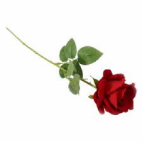 ROSES RED SINGLES