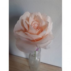 ROSE L/STEM PEACH