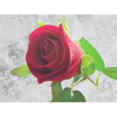 ROSE MINI RED SINGLE............